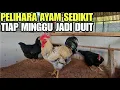 Download Lagu JENIS AYAM YG TEPAT UNTUK ANDA TERNAK SAAT INI‼️