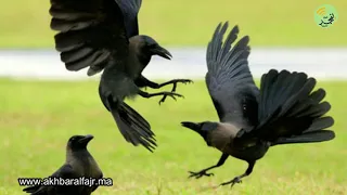 قصة الحمامة والغراب ها علاش خصك تحمد الله على النعم لي عندك 