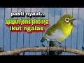 Lagu Pasti Nyaut‼️Suara Burung Pleci Ngalas 123,Pancingan Pleci Bahan Biar Gacor