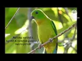 Download Lagu masteran \u0026 pancingan burung serindit muda/ gacor . ngetik \u0026 nembak .