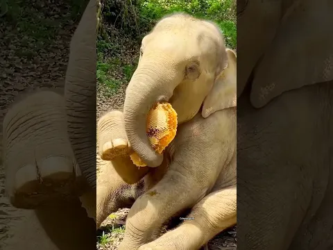 this elephant wants a friend #shortsvideo