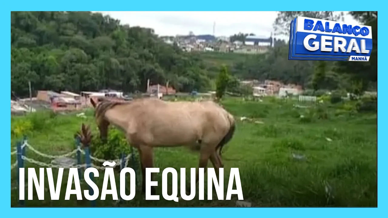 Cavalos correm entre túmulos e deixam rastro de sujeira em cemitério de SP
