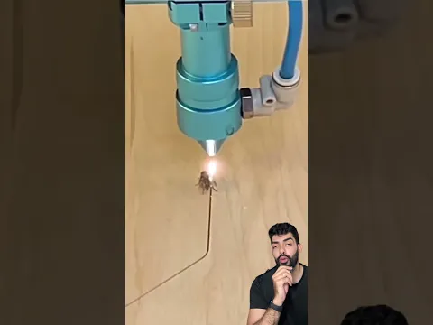 mosca hipnotizada pela luz do laser