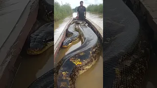 شوهد ثعبان بطول 50 قدم ا في نهر الامازون Shorts  شوهد ثعبان بطول 50 قدم ا في نهر الامازون Shorts