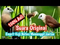 Download Lagu Suara Pikat dan Pancingan Burung Emprit Bondol kaji