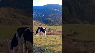 سويسرا الجزائر جبال البابور سطيف جبال الجزائر الطبيعة Nature Algerie Setif Tourismalgeria  سويسرا الجزائر جبال البابور سطيف جبال الجزائر الطبيعة Nature Algerie Setif Tourismalgeria
