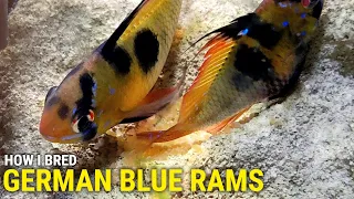 Download How I Bred German Blue Rams At Home MP3