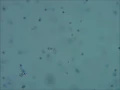 Observing Brownian motion of micro beads