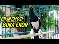 Download Lagu BIKIN EMOSI BUKA EKOR KACER LANGSUNG NYAUT IKUT GACOR KONSLET !! PANCINGAN KACER GACOR NAIKIN EMOSI.
