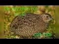 Download Lagu Tiếng chim cút chuẩn, bẫy cút,