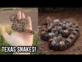 Mexican Hognose and Coachwhip Trapped in a Chicken Coop West Texas Herping