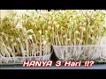 Download Lagu 2 Cara Tanam Taugeh/Tips Agar Daun Taugeh Hijau