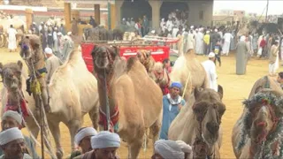 @youtubecreators #youtubehighfive #animalsالمزاد في سوق برقاش