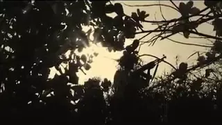 Sirba Qabsoo Sagalee Gootatin Weelifame 