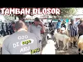 Download Lagu DLOSOR‼️HARGA KAMBING HARI INI DIPASAR GONDANG LEGI MALANG JATIM