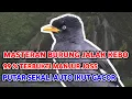Download Lagu Masteran Suara Burung Jalak Kebo Jos !!!