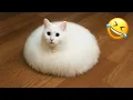 You Laugh You Lose Funniest Cats and Dogs 2026