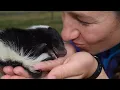 Download Lagu Best Pet Skunk Moments