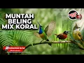 Download Lagu Masteran Super Tajam dan Kasar Cucak Cungkok vs Cucak Jenggot vs Tepus Pala Abu Sangat Ampuh