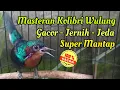 Download Lagu Masteran Kolibri Wulung Gacor Jernih Jeda || Situs Kicau