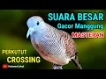 Suara Perkutut Crossing Gacor Manggung Masteran Agar Cepat Bunyi Paling Ampuh #perkutut 