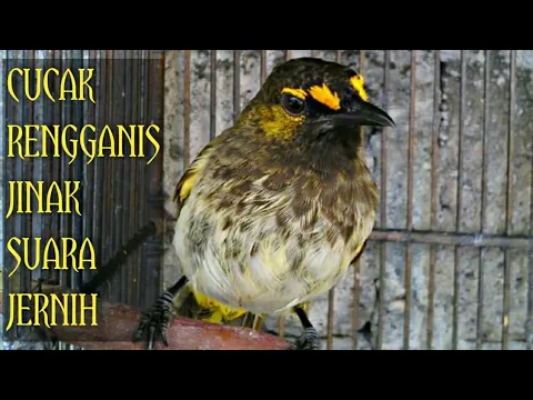 Cucak Rengganis Gacor Jinak Cucak Gunung atau Cucak Wilis Orange Spotted Bulbul