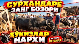 СУРХАНДАРЁ ЗАНГ БОЗОРИДА ҲЎКИЗЛАР НАРХИ БУГУН ҚАНЧА? 😱🐂 БОЗОРДАГИ ҲАҚИҚИЙ НАРХЛАР!