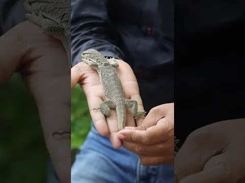 OMG 🤯 #guddumauryasarpmitra #wildliferescue #rescueefforts