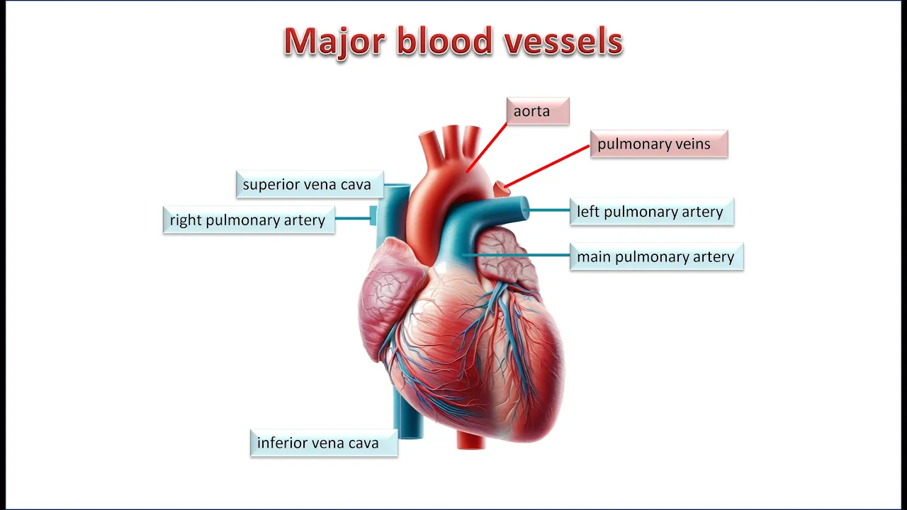 The Vascular System. Blood vessels: structure and function of arteries, veins and capillaries.