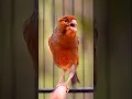 Download Lagu Canary Singing birds sounds at its best | Melodies Canary Bird song #bird #canary #shorts