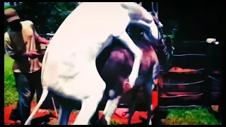 donkey and horse mating video donkey mating with donkey and horse