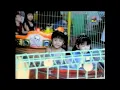 Download Lagu POK AME AME - LAGU ANAK ANAK (Tahun '90-2000an)