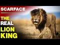 Download Lagu Legendary Lion Scarface \u0026 The Story of His Scar | The Rise \u0026 Fall of World Famous Lion