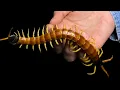 Download Lagu The biggest centipede in the USA