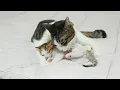 Download Lagu The Big Cat Behaves Like a Mom To the Rescued Kitten │ Episode.57