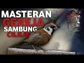 Download Lagu MASTERAN MURAI ISIAN GEREJA SAMBUNG CILILIN