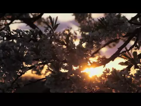 Discover The Gift - Official Trailer