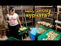Download Lagu Чергова закупка курчат та каченят. Скільки цього разу?