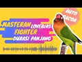 Download Lagu Masteran Lovebird Fighter Durasi Panjang Bikin Lovebird Jantan Fighter Ngekek Panjang