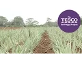 Prickly Pineapples from farm to fork