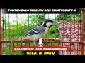 Download Lagu AWAS NYESEL❗TONTON DULU KELEBIHAN DAN KEKURANGAN GELATIK BATU SEBELUM MEMBELI❗