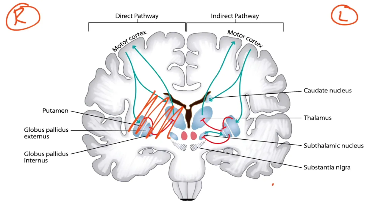 Basal Ganglia & Dopaminergic Pathways for the USMLE Step 1