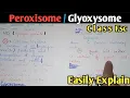 Peroxisome Glyoxysome Structure Class 11 Biology