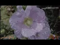 ياروحي هستوني صرت والظيم شيب راسي تصميم جديد يخبل ♥️🌼