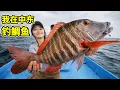 Download Lagu 在中东钓鲷鱼，手撕钓鱼2天拉起大红鲷，做酸辣凉拌鱼！| 趕海 | 钓鱼 | 农村 | 海鮮 | 户外 |