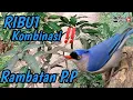 Download Lagu Memang Jos Lur,Suara Pikat Burung Rambatan Ribut Kombinasi