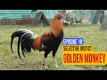 Selective Instint Episode 18 - GOLDEN MONKEY SWEATERS