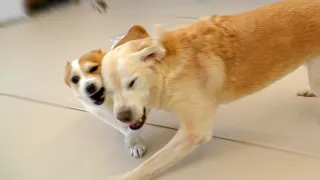 9살인데 아직도 ㅈㄹ 총량이 안 줄음...