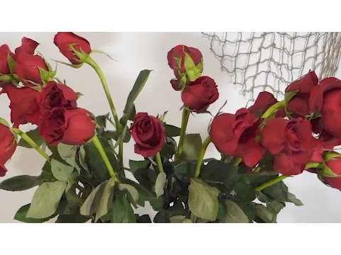 Download MP3 How To Revive Wilted Roses Time Lapse