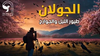 الجولان العربي السوري موطن طيور الليل والجوارح والطيور النادرة طيور الجولان الجزء 3 